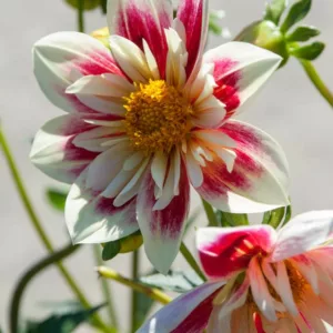 Dahlia 'Fashion Monger', 'Fashion Monger' Dahlia, Collarette Dahlias, Bicolor Dahlias, Dahlia Tubers, Dahlia Bulbs, Dahlia Flower, Dahlia Flowers, summer bulbs