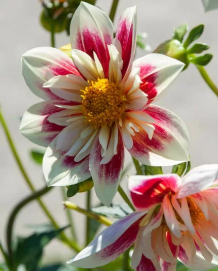 Dahlia 'Fashion Monger', 'Fashion Monger' Dahlia, Collarette Dahlias, Bicolor Dahlias, Dahlia Tubers, Dahlia Bulbs, Dahlia Flower, Dahlia Flowers, summer bulbs