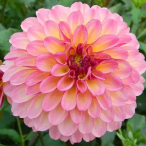 Dahlia Foxy Lady, Foxy Lady Dahlia, Decorative Dahlias, Dahlia for cutting, Best dahlias for containers, Best dahlias for borders, Pink Dahlias,  Dahlia Tubers, Dahlia Bulbs, Dahlia Flower, Dahlia Flowers, summer bulbs