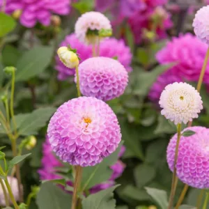 Dahlia 'Franz Kafka',Franz Kafka Dahlia, Pompon Dahlias, Purple Dahlias, Dahlia Tubers, Dahlia Bulbs, Dahlia Flower, Dahlia Flowers, summer bulbs