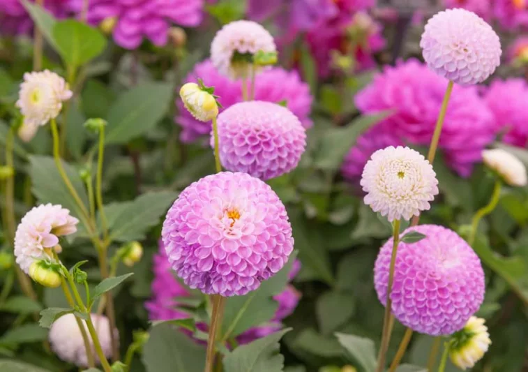 Dahlia 'Franz Kafka',Franz Kafka Dahlia, Pompon Dahlias, Purple Dahlias, Dahlia Tubers, Dahlia Bulbs, Dahlia Flower, Dahlia Flowers, summer bulbs
