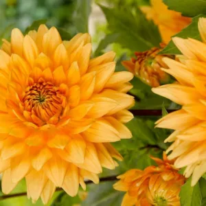 Dahlia Glorie van Noordwijk, Glorie van Noordwijk Dahlia, Decorative Dahlias, Dinner Plate Dahlias , Dinnerplate Dahlias, Giant Dahlias, Yellow Dahlia Flowers, Dahlia Tubers, Dahlia Bulbs, Dahlia Flower, Dahlia Flowers, summer bulbs