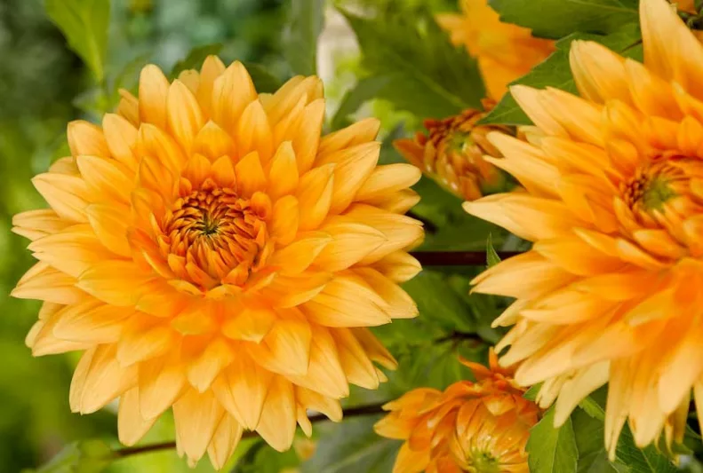 Dahlia Glorie van Noordwijk, Glorie van Noordwijk Dahlia, Decorative Dahlias, Dinner Plate Dahlias , Dinnerplate Dahlias, Giant Dahlias, Yellow Dahlia Flowers, Dahlia Tubers, Dahlia Bulbs, Dahlia Flower, Dahlia Flowers, summer bulbs