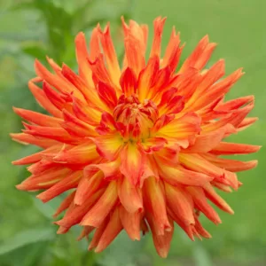 Dahlia Hart's Autumn Splendor, Hart's Autumn Splendor Dahlia, Semi-Cactus Dahlias, Cactus Dahlias, Bicolor Dahlia Flowers, Orange Dahlias, Coral Dahlias,Dahlia Tubers, Dahlia Bulbs, Dahlia Flower, Dahlia Flowers, summer bulbs