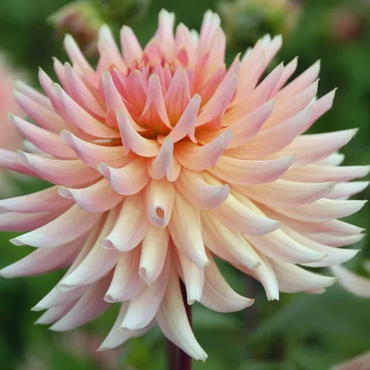 Dahlia Henriette, Henriette Dahlia, Semi-Cactus Dahlias, Dahlias for cutting, Pink Dahlias, summer bulbs, Cream Dahlias