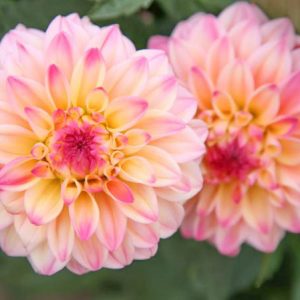 Dahlia Jowey Gipsy, Jowey Gipsy Dahlia, Decorative Dahlias, Dahlia for cutting, Best dahlias for containers, Best dahlias for borders, Pink Dahlias,  Dahlia Tubers, Dahlia Bulbs, Dahlia Flower, Dahlia Flowers, summer bulbs