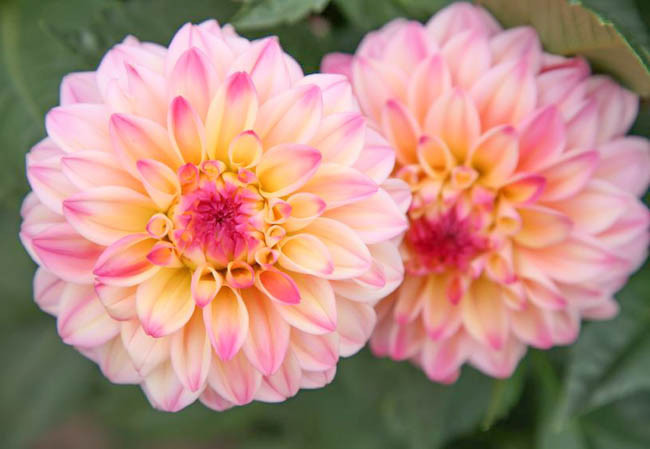 Dahlia Jowey Gipsy, Jowey Gipsy Dahlia, Decorative Dahlias, Dahlia for cutting, Best dahlias for containers, Best dahlias for borders, Pink Dahlias,  Dahlia Tubers, Dahlia Bulbs, Dahlia Flower, Dahlia Flowers, summer bulbs