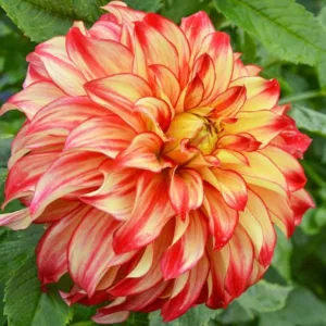 Dahlia Lady Darlene, Lady Darlene Dahlia, Decorative Dahlias, Dinner Plate Dahlias, Bicolor Dahlias, Red Dahlias, Yellow Dahlias, Dahlia Tubers, Dahlia Bulbs, Dahlia Flower, Dahlia Flowers, summer bulbs