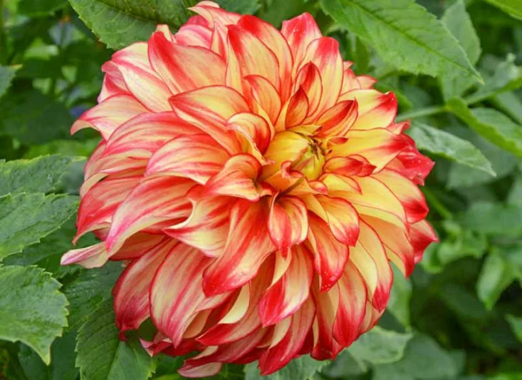 Dahlia Lady Darlene, Lady Darlene Dahlia, Decorative Dahlias, Dinner Plate Dahlias, Bicolor Dahlias, Red Dahlias, Yellow Dahlias, Dahlia Tubers, Dahlia Bulbs, Dahlia Flower, Dahlia Flowers, summer bulbs