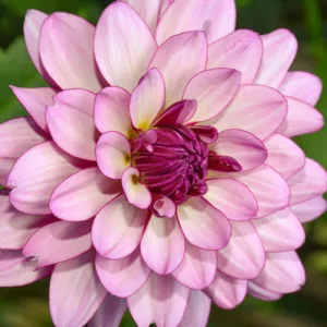 Dahlia 'Lauren Michele','Lauren Michele' Dahlia, Water Lily Dahlias, Waterlily Dahlias, Lilac Dahlias, Dahlia Tubers, Dahlia Bulbs, Dahlia Flower, Dahlia Flowers, summer bulbs