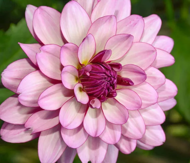 Dahlia 'Lauren Michele','Lauren Michele' Dahlia, Water Lily Dahlias, Waterlily Dahlias, Lilac Dahlias, Dahlia Tubers, Dahlia Bulbs, Dahlia Flower, Dahlia Flowers, summer bulbs