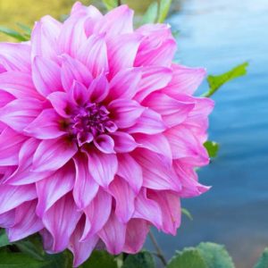 Dahlia Babylon, 'Babylon Pink' Dahlia , Decorative Dahlias, Dinner Plate Dahlias , Dinnerplate Dahlias, Giant Dahlias, Dahlia Babylon pink, Dahlia Babylon rose, Pink Dahlia Flowers, Dahlia Tubers, Dahlia Bulbs, Dahlia Flower, Dahlia Flowers, summer bulbs