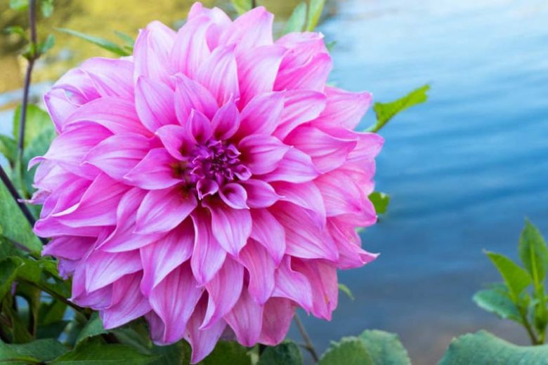 Dahlia Babylon, 'Babylon Pink' Dahlia , Decorative Dahlias, Dinner Plate Dahlias , Dinnerplate Dahlias, Giant Dahlias, Dahlia Babylon pink, Dahlia Babylon rose, Pink Dahlia Flowers, Dahlia Tubers, Dahlia Bulbs, Dahlia Flower, Dahlia Flowers, summer bulbs
