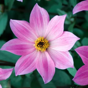 Dahlia Magenta Star, Magenta Star Dahlia, Single Dahlias, AGM Dahlia, Pink Dahlias, Dahlia with dark foliage, dark-leaved dahlias, Dahlia Tubers, Dahlia Bulbs, Dahlia Flower, Dahlia Flowers, summer bulbs