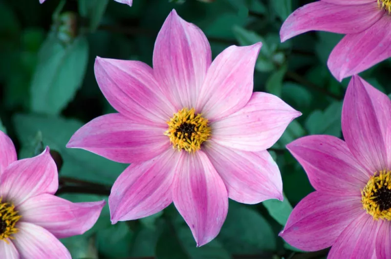 Dahlia Magenta Star, Magenta Star Dahlia, Single Dahlias, AGM Dahlia, Pink Dahlias, Dahlia with dark foliage, dark-leaved dahlias, Dahlia Tubers, Dahlia Bulbs, Dahlia Flower, Dahlia Flowers, summer bulbs