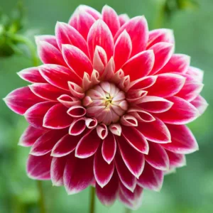 Dahlia Maxime, Maxime Dahlia, Decorative Dahlias, Dahlia for cutting, Best dahlias for containers, Best dahlias for borders, Red Dahlias,  Dahlia Tubers, Dahlia Bulbs, Dahlia Flower, Dahlia Flowers, summer bulbs