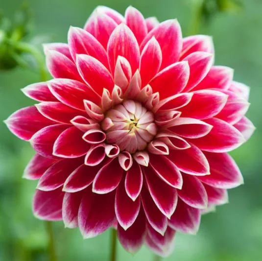 Dahlia Maxime, Maxime Dahlia, Decorative Dahlias, Dahlia for cutting, Best dahlias for containers, Best dahlias for borders, Red Dahlias,  Dahlia Tubers, Dahlia Bulbs, Dahlia Flower, Dahlia Flowers, summer bulbs