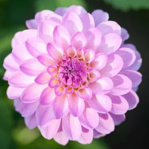Dahlia 'Megan Dean', 'Megan Dean' Dahlia, Ball Dahlias, Pink Dahlias, Dahlia Tubers, Dahlia Bulbs, Dahlia Flower, Dahlia Flowers, summer bulbs