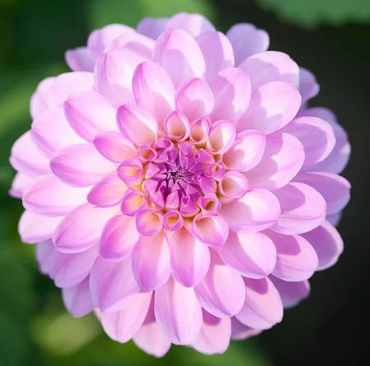 Dahlia 'Megan Dean', 'Megan Dean' Dahlia, Ball Dahlias, Pink Dahlias, Dahlia Tubers, Dahlia Bulbs, Dahlia Flower, Dahlia Flowers, summer bulbs