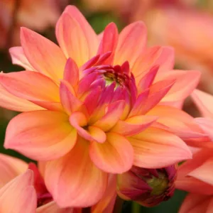 Dahlia Melody Dora, Melody Dora Dahlia, Decorative Dahlias, Dahlia for borders, Dahlia for containers, Dahlia for cutting, Coral Dahlias, Orange Dahlias, Dahlia with dark foliage, dark-leaved dahlias, Dahlia Tubers, Dahlia Bulbs, Dahli