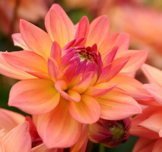 Dahlia Melody Dora, Melody Dora Dahlia, Decorative Dahlias, Dahlia for borders, Dahlia for containers, Dahlia for cutting, Coral Dahlias, Orange Dahlias, Dahlia with dark foliage, dark-leaved dahlias, Dahlia Tubers, Dahlia Bulbs, Dahli