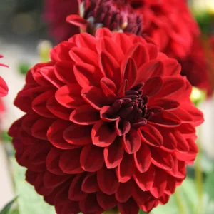 Dahlia Melody Mambo, Melody Mambo Dahlia, Decorative Dahlias, Dahlia for borders, Dahlia for containers, Dahlia for cutting, Red Dahlias, Orange Dahlias, Dahlia with dark foliage, dark-leaved dahlias, Dahlia Tubers, Dahlia Bulbs