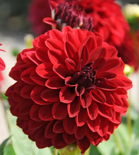 Dahlia Melody Mambo, Melody Mambo Dahlia, Decorative Dahlias, Dahlia for borders, Dahlia for containers, Dahlia for cutting, Red Dahlias, Orange Dahlias, Dahlia with dark foliage, dark-leaved dahlias, Dahlia Tubers, Dahlia Bulbs