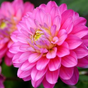 Dahlia Melody Pink Allegro, Melody Pink Allegro Dahlia, Decorative Dahlias, Dahlia for borders, Dahlia for containers, Dahlia for cutting, Pink Dahlias, Orange Dahlias, Dahlia with dark foliage, dark-leaved dahlias, Dahlia Tubers, Dahlia Bulbs, Dahli