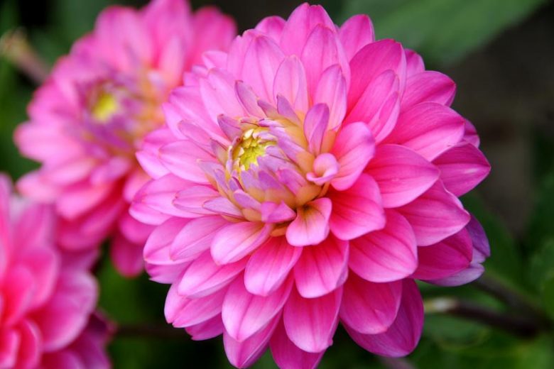 Dahlia Melody Pink Allegro, Melody Pink Allegro Dahlia, Decorative Dahlias, Dahlia for borders, Dahlia for containers, Dahlia for cutting, Pink Dahlias, Orange Dahlias, Dahlia with dark foliage, dark-leaved dahlias, Dahlia Tubers, Dahlia Bulbs, Dahli