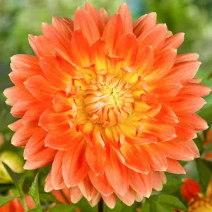 Dahlia Motto, 'Motto' Dahlia , Decorative Dahlias, Dinner Plate Dahlias , Dinnerplate Dahlias, Giant Dahlias, Orange Dahlias, Flowers, Dahlia Tubers, Dahlia Bulbs, Dahlia Flower, Dahlia Flowers, summe
