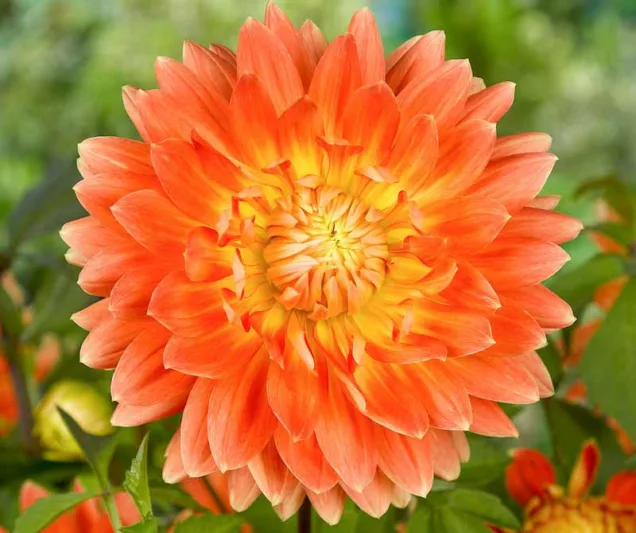 Dahlia Motto, 'Motto' Dahlia , Decorative Dahlias, Dinner Plate Dahlias , Dinnerplate Dahlias, Giant Dahlias, Orange Dahlias, Flowers, Dahlia Tubers, Dahlia Bulbs, Dahlia Flower, Dahlia Flowers, summe