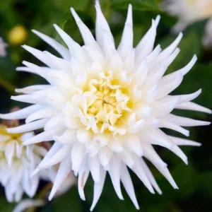 Dahlia 'My Love', 'My Love' Dahlia, Semi-Cactus Dahlias, white Dahlias, Karma Dahlias, Dahlia Tubers, Dahlia Bulbs, Dahlia Flower, Dahlia Flowers, summer bulbs