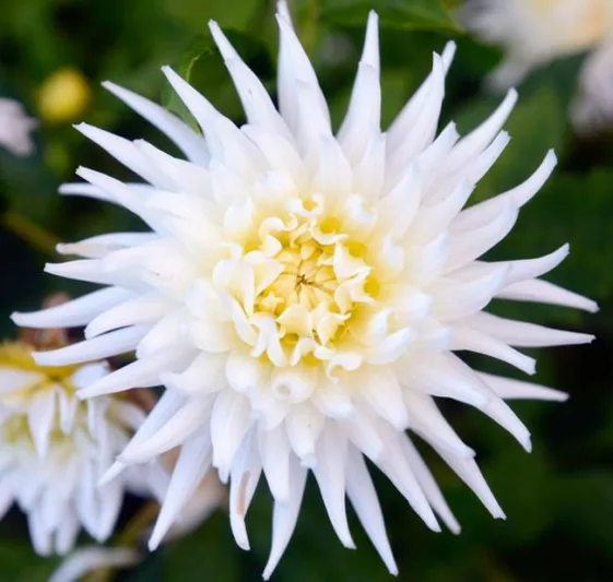 Dahlia 'My Love', 'My Love' Dahlia, Semi-Cactus Dahlias, white Dahlias, Karma Dahlias, Dahlia Tubers, Dahlia Bulbs, Dahlia Flower, Dahlia Flowers, summer bulbs
