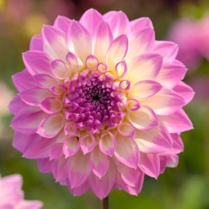 Dahlia 'Nepos','Nepos' Dahlia, Water Lily Dahlias, Waterlily Dahlias, Lilac Dahlias, Lavender Dahlias, Dahlia Tubers, Dahlia Bulbs, Dahlia Flower, Dahlia Flowers, summer bulbs