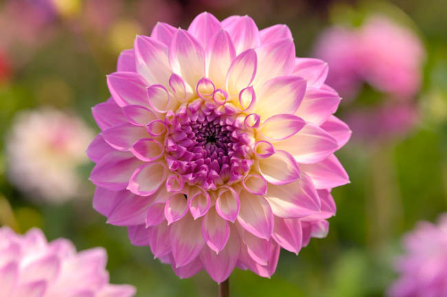 Dahlia 'Nepos','Nepos' Dahlia, Water Lily Dahlias, Waterlily Dahlias, Lilac Dahlias, Lavender Dahlias, Dahlia Tubers, Dahlia Bulbs, Dahlia Flower, Dahlia Flowers, summer bulbs