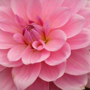 Dahlia 'Pearl of Heemstede','Pearl of Heemstede' Dahlia, Water Lily Dahlias, Waterlily Dahlias, Pink Dahlias, Dahlia Tubers, Dahlia Bulbs, Dahlia Flower, Dahlia Flowers, summer bulbs
