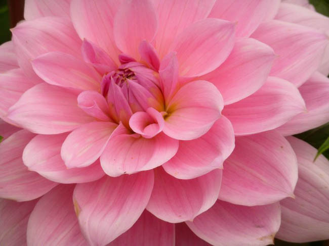 Dahlia 'Pearl of Heemstede','Pearl of Heemstede' Dahlia, Water Lily Dahlias, Waterlily Dahlias, Pink Dahlias, Dahlia Tubers, Dahlia Bulbs, Dahlia Flower, Dahlia Flowers, summer bulbs