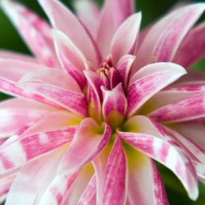 Dahlia Pink Giraffe, Pink Giraffe Dahlia, Double Orchid Dahlias, AGM Dahlia, Pink Dahlias, Dahlia with dark foliage, dark-leaved dahlias, Dahlia Tubers, Dahlia Bulbs, Dahlia Flower, Dahlia Flowers, summer bulbs