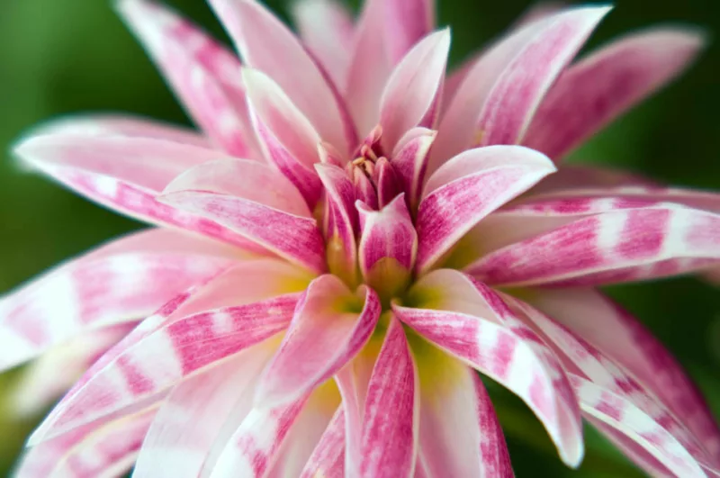 Dahlia Pink Giraffe, Pink Giraffe Dahlia, Double Orchid Dahlias, AGM Dahlia, Pink Dahlias, Dahlia with dark foliage, dark-leaved dahlias, Dahlia Tubers, Dahlia Bulbs, Dahlia Flower, Dahlia Flowers, summer bulbs