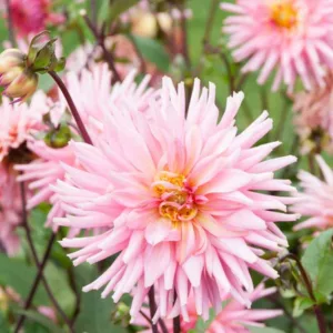 Dahlia Preference, Preference Dahlia, Semi-Cactus Dahlias, Dahlias for cutting, Pink Dahlias, summer bulbs, Cream Dahlias
