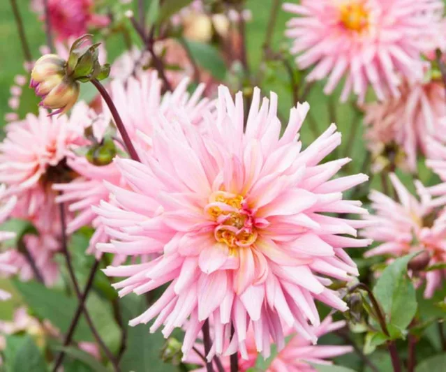 Dahlia Preference, Preference Dahlia, Semi-Cactus Dahlias, Dahlias for cutting, Pink Dahlias, summer bulbs, Cream Dahlias