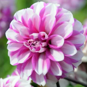 Dahlia 'Priceless Pink', 'Priceless Pink' Dahlia, Water Lily Dahlias, WaterLily Dahlias, Pink Dahlias, Bicolor Dahlias, Dahlia Tubers, Dahlia Bulbs, Dahlia Flower, Dahlia Flowers, summer bulbs