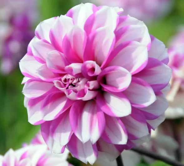 Dahlia 'Priceless Pink', 'Priceless Pink' Dahlia, Water Lily Dahlias, WaterLily Dahlias, Pink Dahlias, Bicolor Dahlias, Dahlia Tubers, Dahlia Bulbs, Dahlia Flower, Dahlia Flowers, summer bulbs