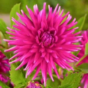 Dahlia Purple Gem, Purple Gem Dahlia, Semi-Cactus Dahlias, Dahlias for cutting, Purple Dahlias, summer bulbs, Cream Dahlias