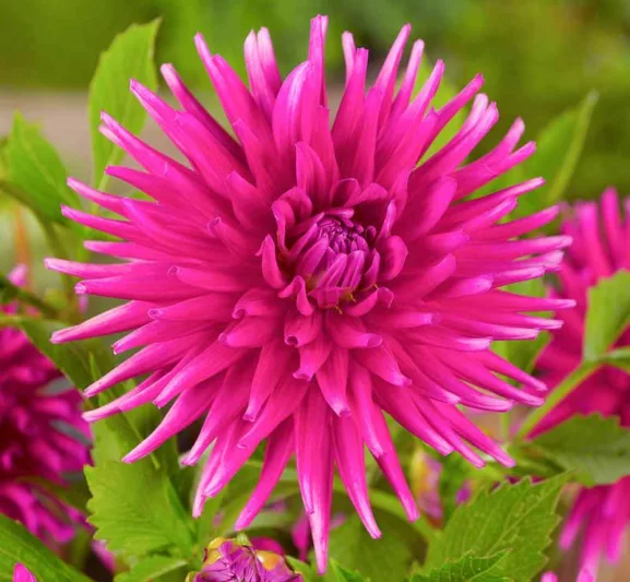 Dahlia Purple Gem, Purple Gem Dahlia, Semi-Cactus Dahlias, Dahlias for cutting, Purple Dahlias, summer bulbs, Cream Dahlias