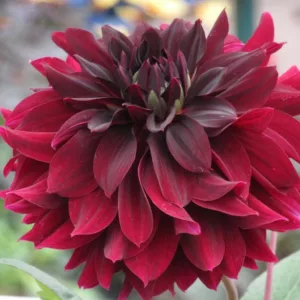 Dahlia Rip City, Rip City Dahlia, Semi-Cactus Dahlias, Dahlias for cutting, Dark Dahlias, Black Dahlias, Red Dahlias, summer bulbs