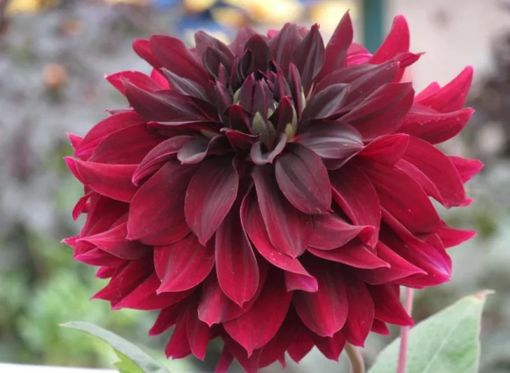 Dahlia Rip City, Rip City Dahlia, Semi-Cactus Dahlias, Dahlias for cutting, Dark Dahlias, Black Dahlias, Red Dahlias, summer bulbs