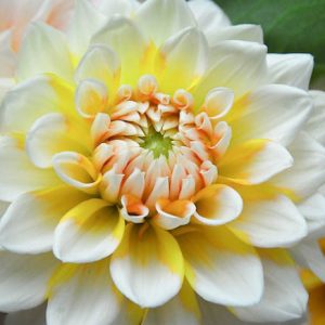 Dahlia 'Seattle', 'Seattle' Dahlia, Decorative Dahlias, Dinner Plate Dahlias, Dinnerplate Dahlias, Giant Dahlias, Bicolor Dahlias, White Dahlias, Yellow Dahlias, Dahlia Tubers, Dahlia Bulbs, Dahlia Flower, Dahlia Flowers, summer bulbs