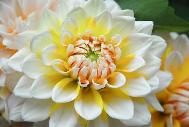 Dahlia 'Seattle', 'Seattle' Dahlia, Decorative Dahlias, Dinner Plate Dahlias, Dinnerplate Dahlias, Giant Dahlias, Bicolor Dahlias, White Dahlias, Yellow Dahlias, Dahlia Tubers, Dahlia Bulbs, Dahlia Flower, Dahlia Flowers, summer bulbs