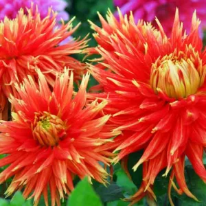 Dahlia 'Show N Tell', 'Show N Tell' Dahlia ,Dinner Plate Dahlias , Dinnerplate Dahlias, Giant Dahlias, Red Dahlia Flowers, Orange Dahlias, Dahlia Tubers, Dahlia Bulbs, Dahlia Flower, Dahlia Flowers, summer bulbs